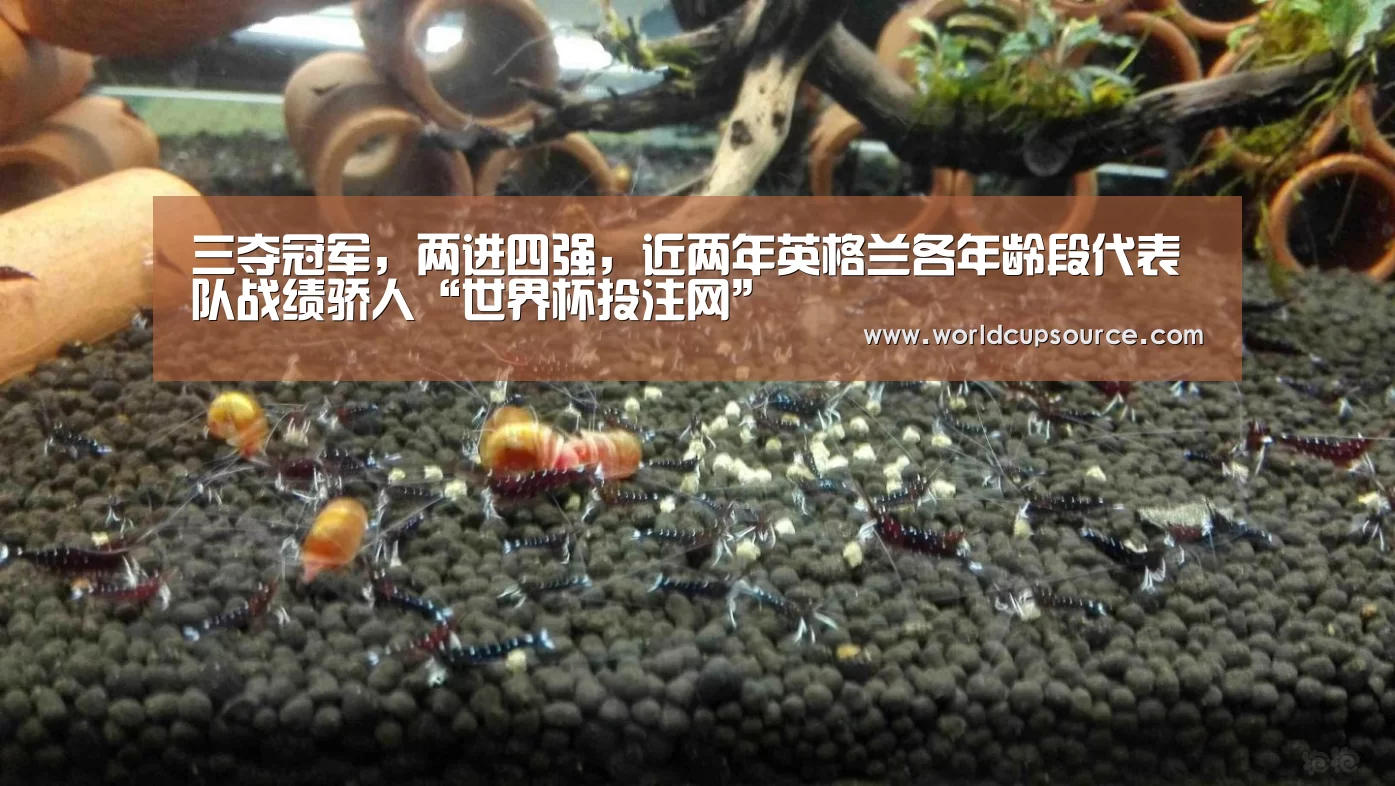 世界杯下注官网